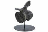 Sauropod Dinosaur (Camarasaurus) Caudal Vertebra - Colorado #222506-2